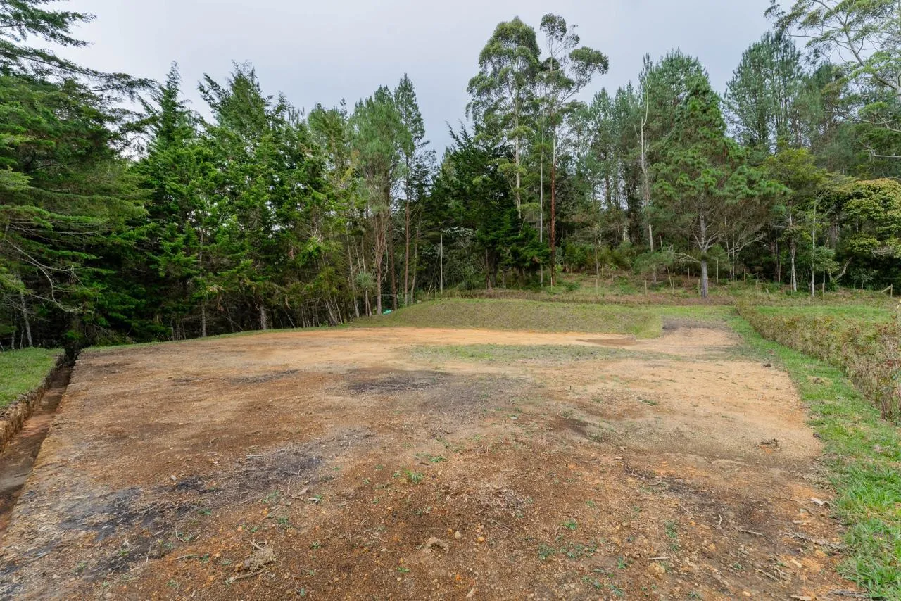 Bosque nativo Lote 1